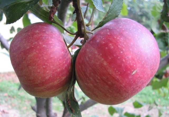 Rosso d''autunno